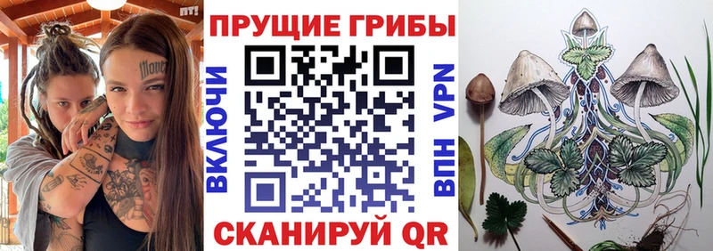 где можно купить   Чегем  Псилоцибиновые грибы мицелий 